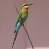 Blue-tailed Bee-eater �n���I�n�`�N�C