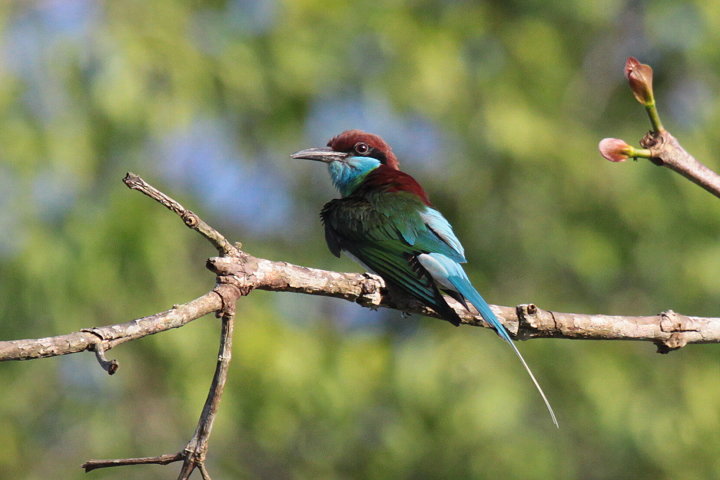 �����m�h�n�`�N�C