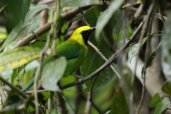 �A�I�o�l�R�m�n�h��