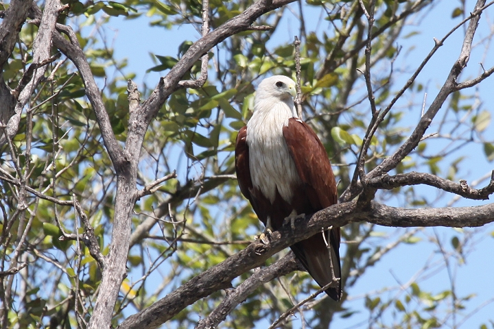 �V���K�V���g�r