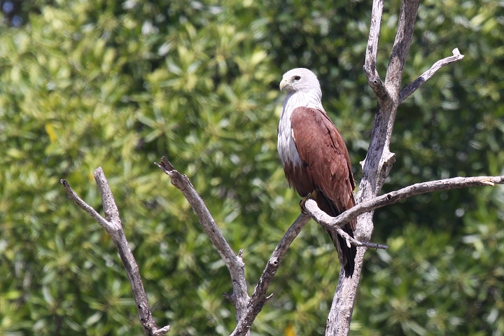 �V���K�V���g�r