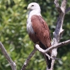 Brahminy Kite �V���K�V���g�r
