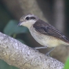 Brown Shrike �A�J���Y
