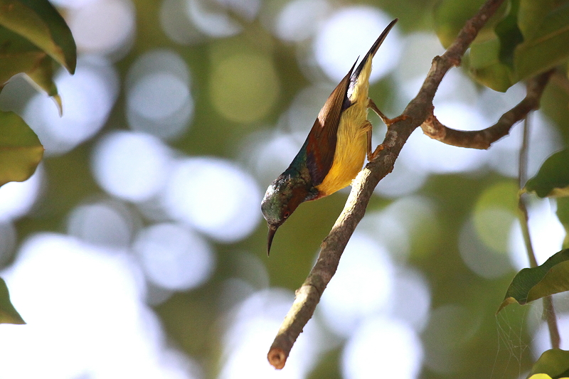 �`���m�h�R�o�V�^�C���E�`���E