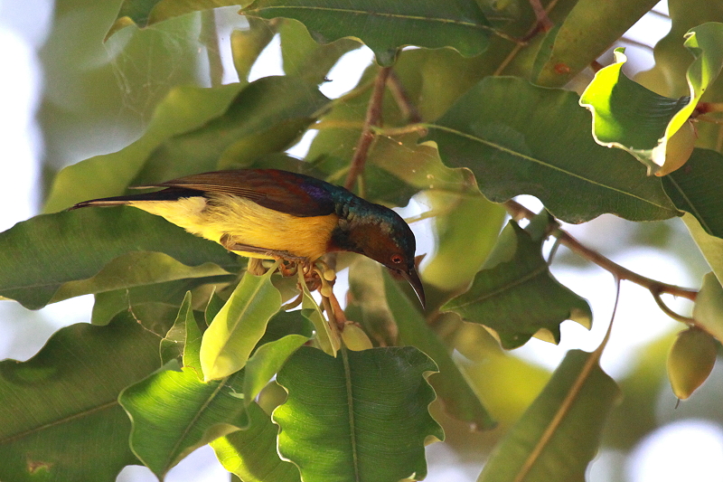 �`���m�h�R�o�V�^�C���E�`���E