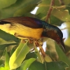 Brown-throated Sunbird