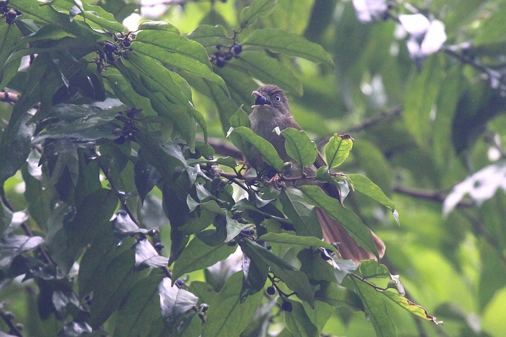 �J�������I���[�u�q��