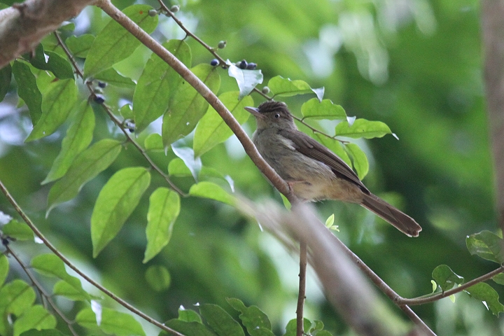 �J�������I���[�u�q��