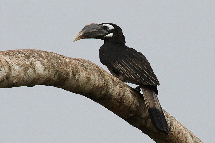 ���W�T�C�`���E