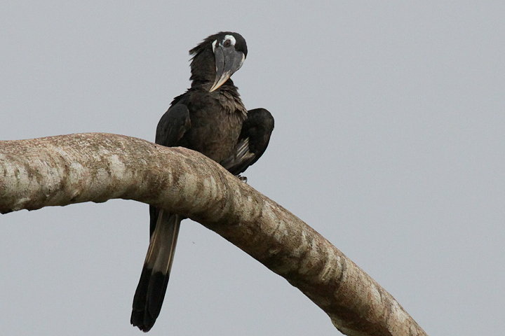 ���W�T�C�`���E