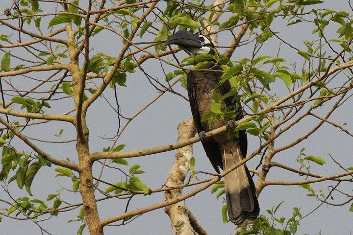 ���W�T�C�`���E