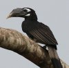 Bushy-crested Hornbill ���W�T�C�`���E