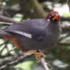 Chestnut-capped Laughingthrush �`���K�V���K�r�`���E