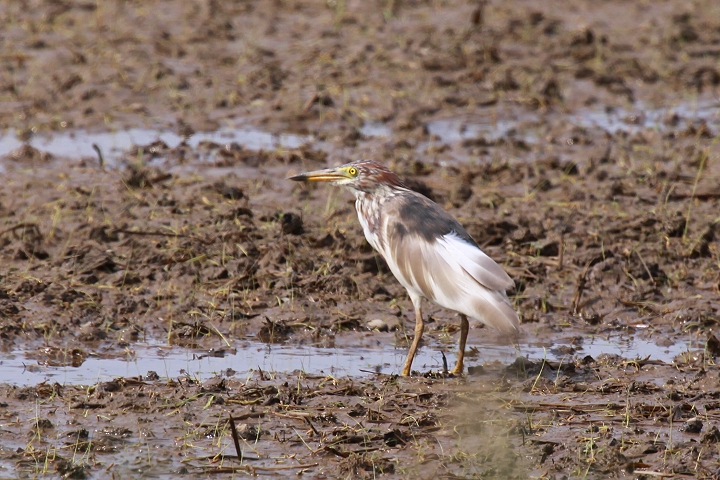 �A�J�K�V���T�M