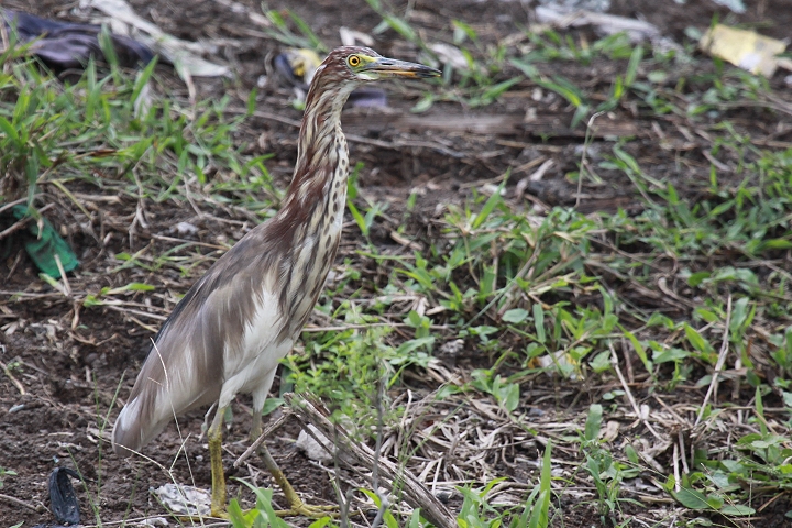 �A�J�K�V���T�M