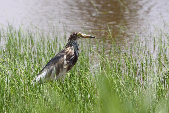 �A�J�K�V���T�M