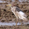 Chinese Pond Heron �A�J�K�V���T�M