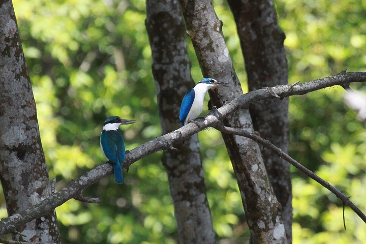 �i�����E�V���E�r��