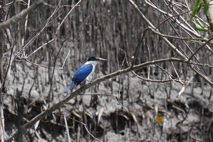 �i�����E�V���E�r��