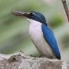 Collared Kingfisher �i�����E�V���E�r��