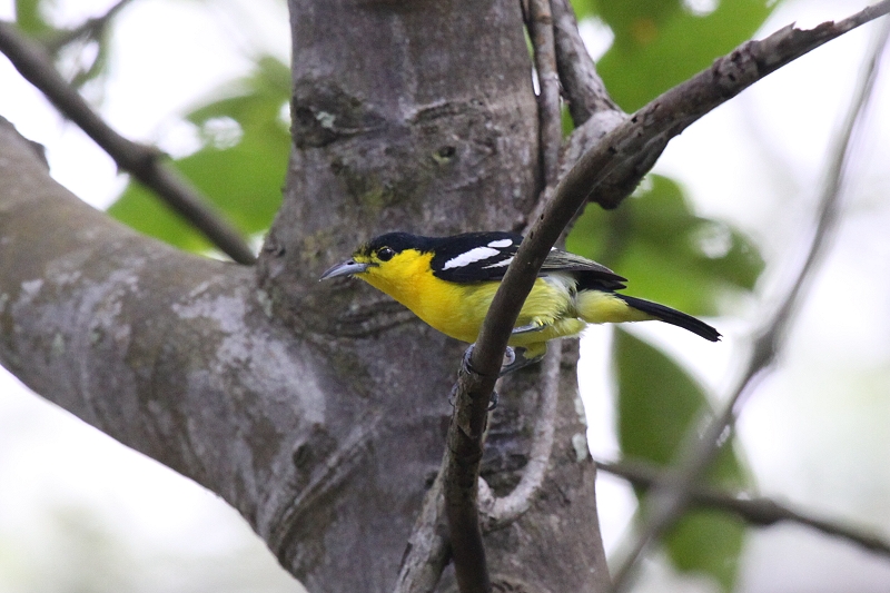 �q���R�m�n�h��