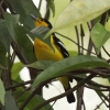 Common Iora �q���R�m�n�h��