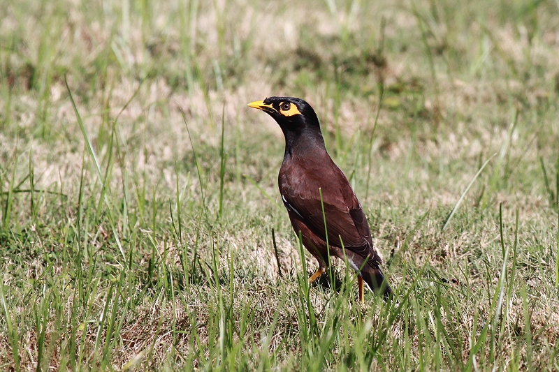 �C���h�n�b�J