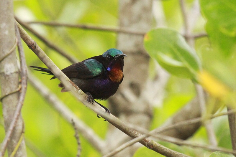 �m�h�A�J�^�C���E�`���E