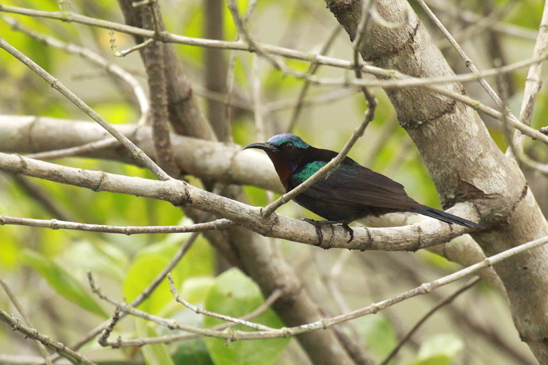 �m�h�A�J�^�C���E�`���E