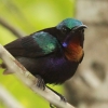 Copper-throated Sunbird �m�h�A�J�^�C���E�`���E