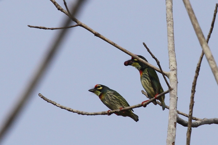 ���l�A�J�S�V�L�h��