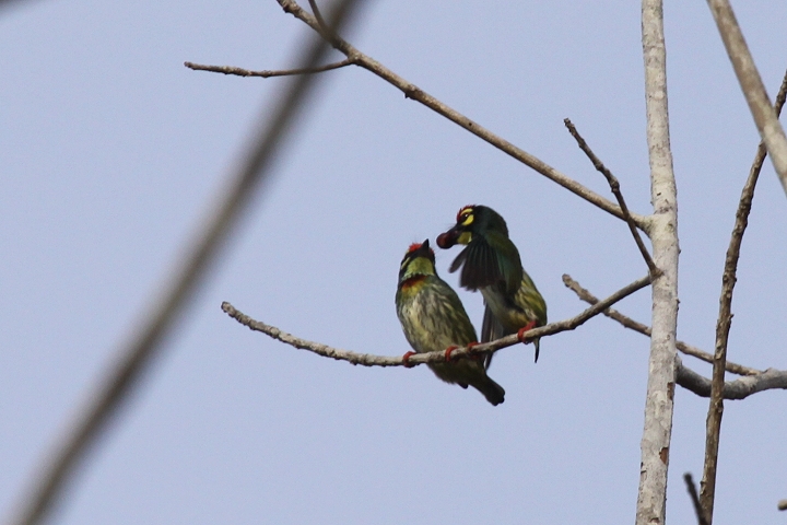 ���l�A�J�S�V�L�h��