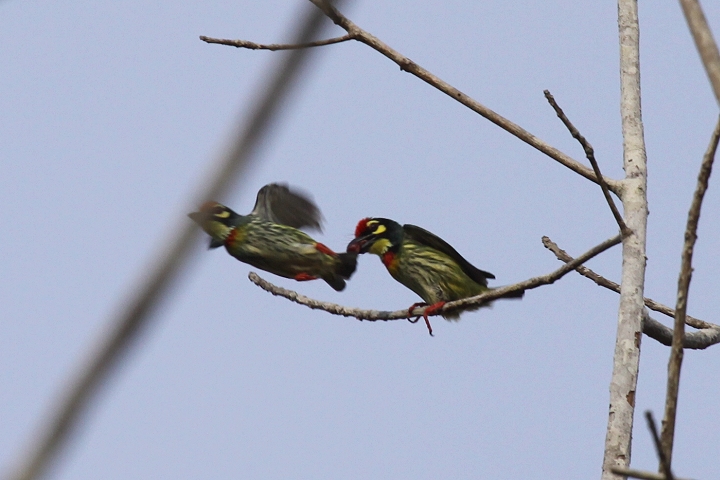 ���l�A�J�S�V�L�h��