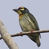 Coppersmith Barbet ���l�A�J�S�V�L�h��
