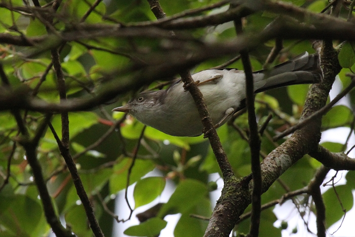 ���W���`���C���q��