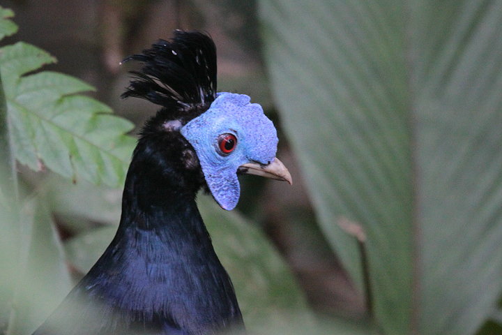 �R�V�A�J�L�W�̃I�X