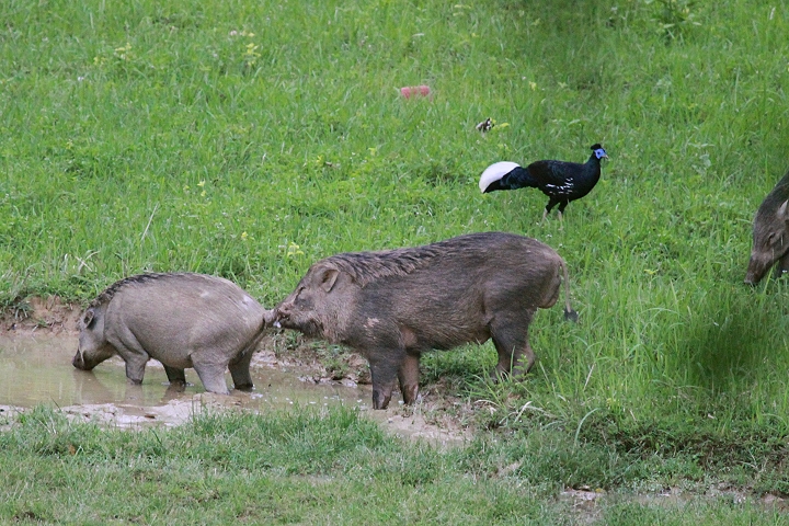 �R�V�A�J�L�W�ƃC�m�V�V