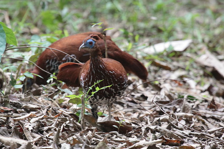 �R�V�A�J�L�W�̃��X