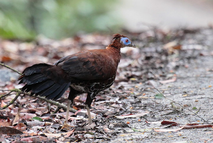 �R�V�A�J�L�W