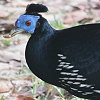 Crested Fireback �R�V�A�J�L�W