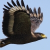 Crested Serpent Eagle �~�i�~�J���������V