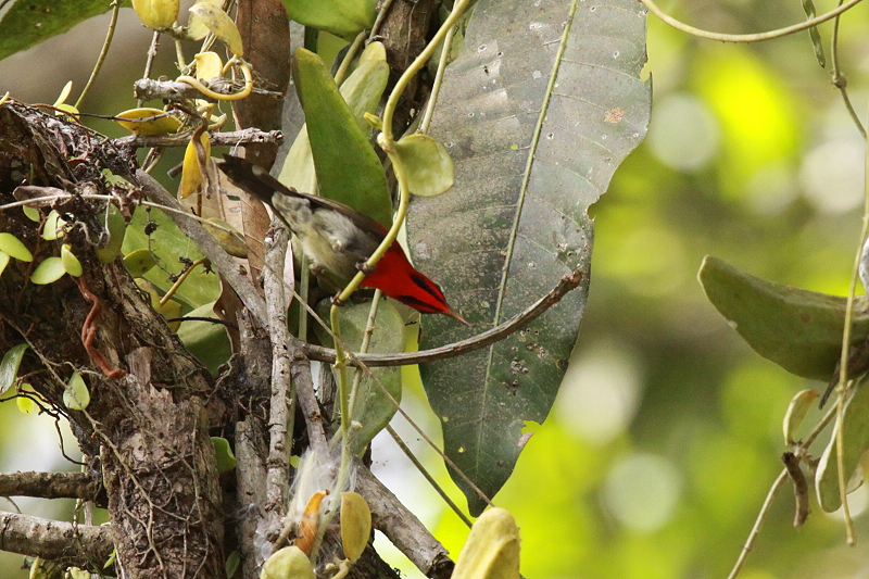 �L�S�V�^�C���E�`���E