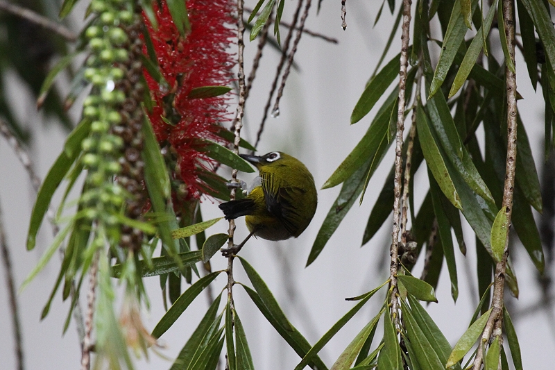 �L���l���W��