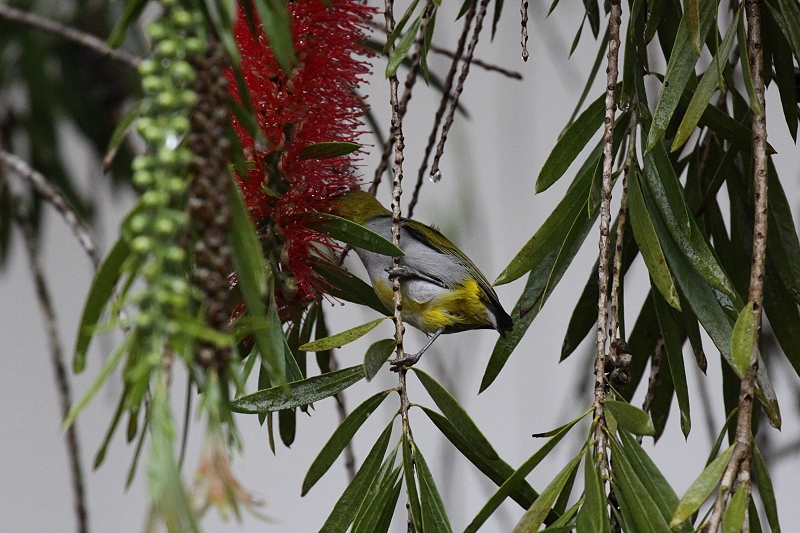 �L���l���W��