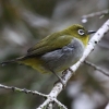 Everett's White-Eye �L���l���W��