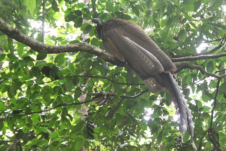 �Z�C����