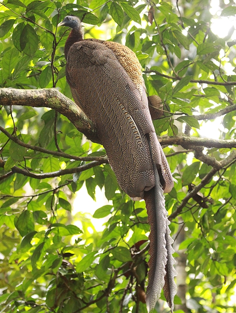 �Z�C����