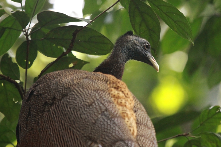 �Z�C����