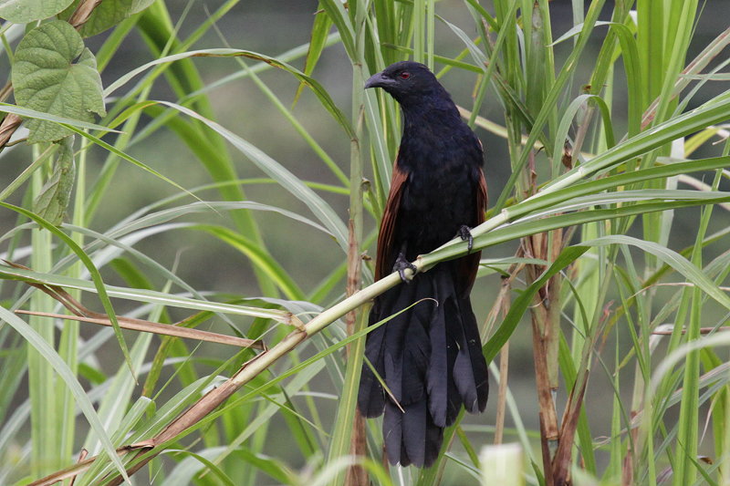 �I�I�o���P��