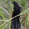 Greater Coucal �I�I�o���P��